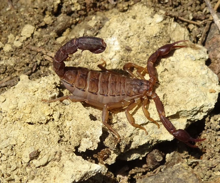 Northern Alabama With Archimedes More Pics Added! Fossil Hunting