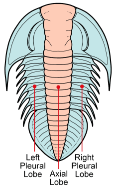 three lobes: left, right, and middle (axial)