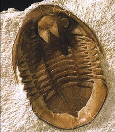 Note similarities with related Lachnostoma above: forked hypostome and ventral median suture