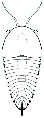 Cindarella eucalla