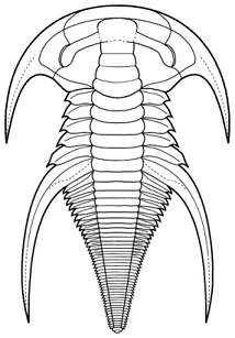 Emuella polymera