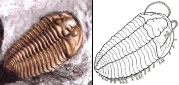 fossil (left) and reconstruction
        (right) of Flexicalymene meeki