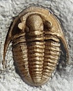 Maurotarion christyi is a good representative trilobite