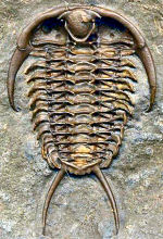 ventral preparation: Leviceraurus trilobite, showing conterminant hypostome