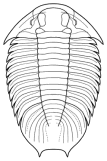 Lichakephalus