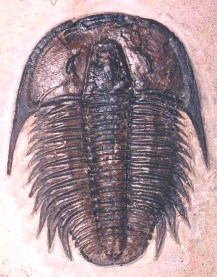 Modocia
                typicalis appeared in the Cambrian Period