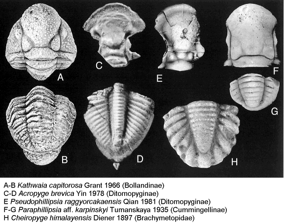 permian trilobites