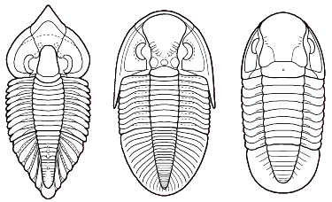 Three Permian trilobites