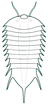 Rhombicalvaria acantha