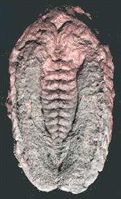 Rusophycus from Georgina Fm, Australia, courtesy Paleobiology UC Riverside