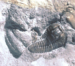 Bi-lobed Rusophycus trace fossil (left) and the trilobite that created it (right)