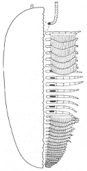 image adapted from Whittington 1985