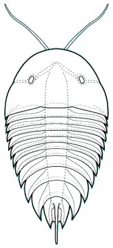 Xandarella spectaculum