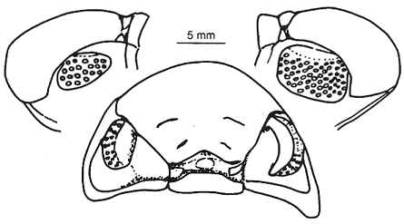 abnormal left eye in Phacops rana