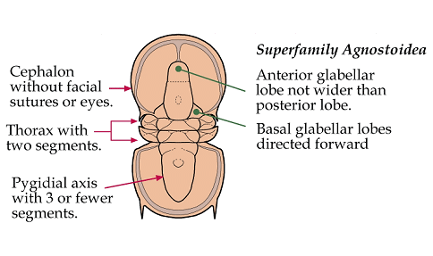 Click here to return to Agnostida Fact Sheet