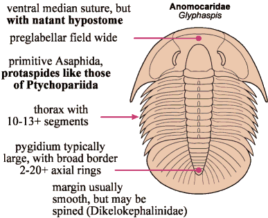 Click here to return to Asaphida Fact Sheet