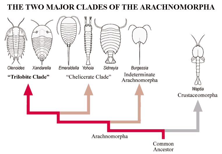 Major clades of the Arachnomorpha