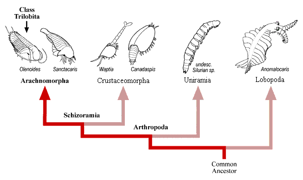 Major clades of Paleozoic Arthropoda