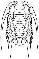 Bathynotidae