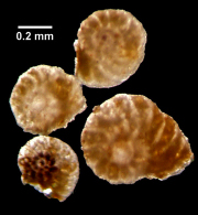 foraminifera