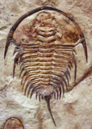 Olenellus gilberti