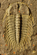 Oryctocephalus indicus