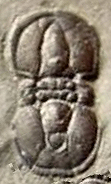 Ptychagnostus (Acidusus) atavus