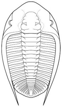 bathycheilus