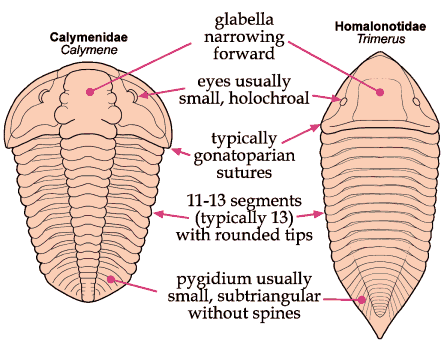 Click here to return to Phacopida Fact Sheet