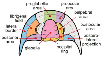 cephalic terms