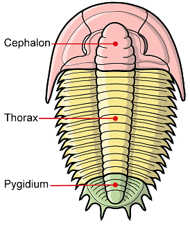 cephalon,
                thorax, and pygidium