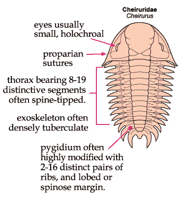 Click here to return to Phacopida Fact Sheet