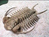 This Cheirurus trilobite is
                a representative of the Order Phacopida