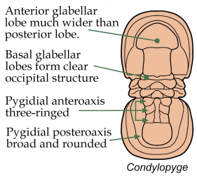 Click here to return to Agnostida Fact Sheet