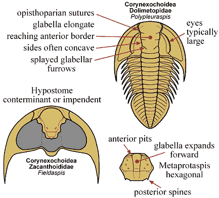 Click here to return to Corynexochida Fact Sheet