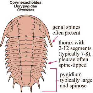 Click here to return to Corynexochida Fact Sheet