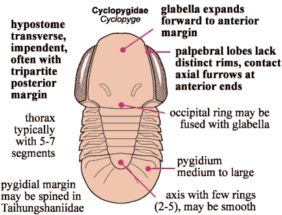 Click here to return to Asaphida Fact Sheet