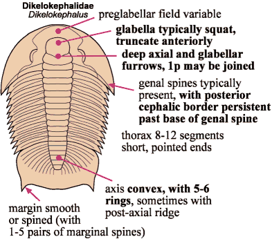 Click here to return to Asaphida Fact Sheet