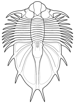 Acanthopyge