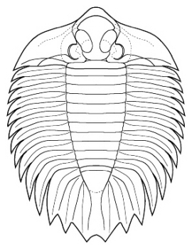 Arctinurus