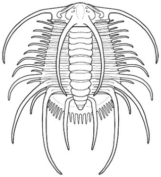 Boedaspis