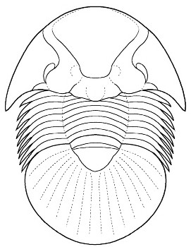 Breviscutellum