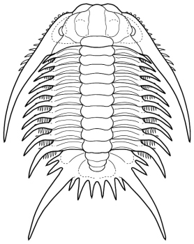 Chlustinia