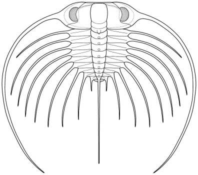 Ctenopyge