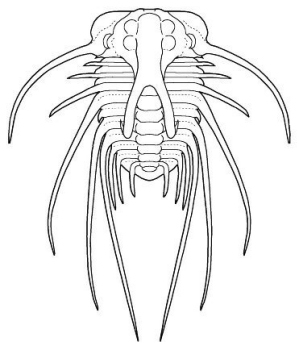 Dicranurus