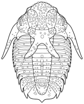 Hoplolichas