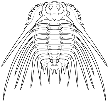 Kettneraspis