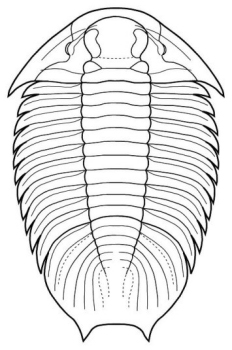 Lichakephalus