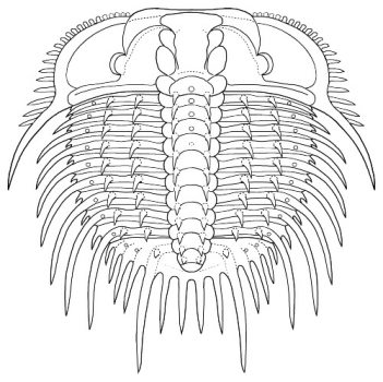 Odontopleura