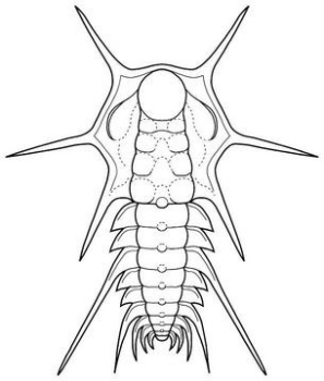 Olenelloides